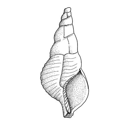 Black and white drawing of Figure 18. Triton shell IC.225.