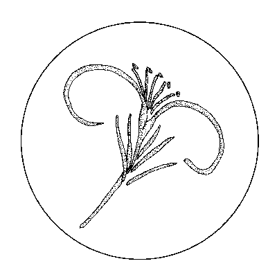 Black and white drawing of the chapter icon and Figure 2.3. Type 1 Image of Incised Lily.