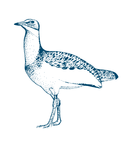 Black and white drawing of Figure 2.3. Main bird species present at the Cave of the Cyclops, G: Otis tarda (Great Bustard).